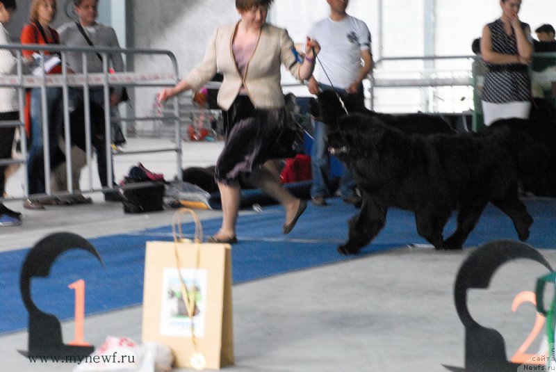 Фото: ньюфаундленд Акватория Келвин Шарлиз (Aquatoriya Kelvin Sharliz)