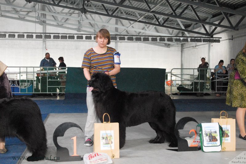 Фото: ньюфаундленд Обуш Шед Венити Фэар