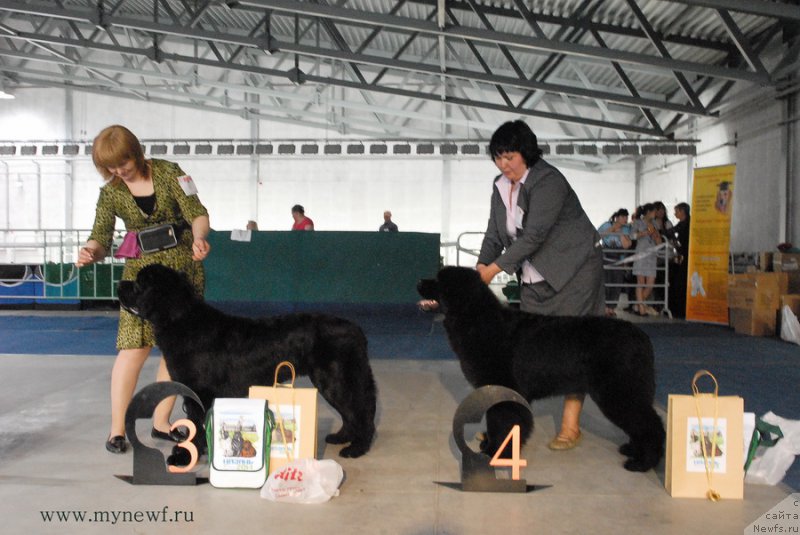 Фото: ньюфаундленд Дар Свезы Со Ит Шелл Би (Dar Svezy So it Shell Be), ньюфаундленд Mukwa Seabrook Nightflight For Sent Djons