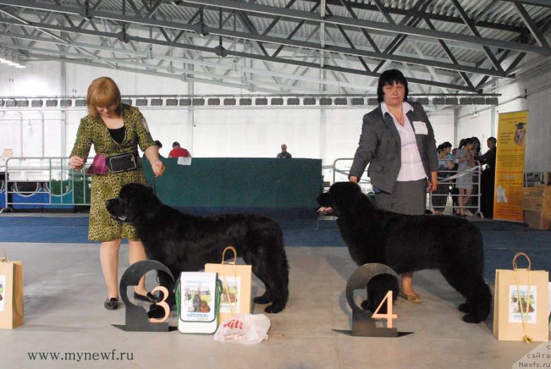 Фото: ньюфаундленд Дар Свезы Со Ит Шелл Би (Dar Svezy So it Shell Be), ньюфаундленд Mukwa Seabrook Nightflight For Sent Djons