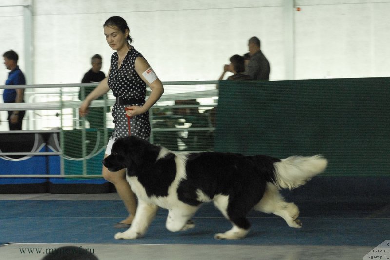 Фото: ньюфаундленд Аквиан Сонг Кисс Фром Роуз (Akvian Song Kiss from Rouz)