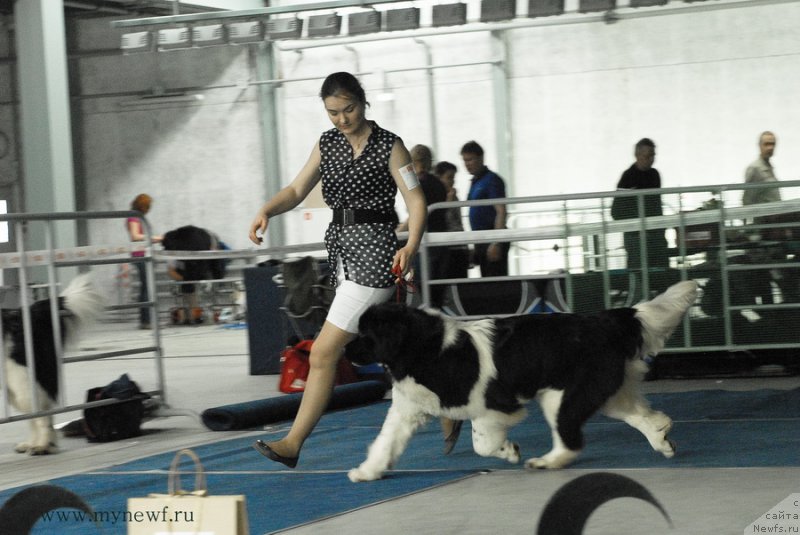 Фото: ньюфаундленд Аквиан Сонг Кисс Фром Роуз (Akvian Song Kiss from Rouz)