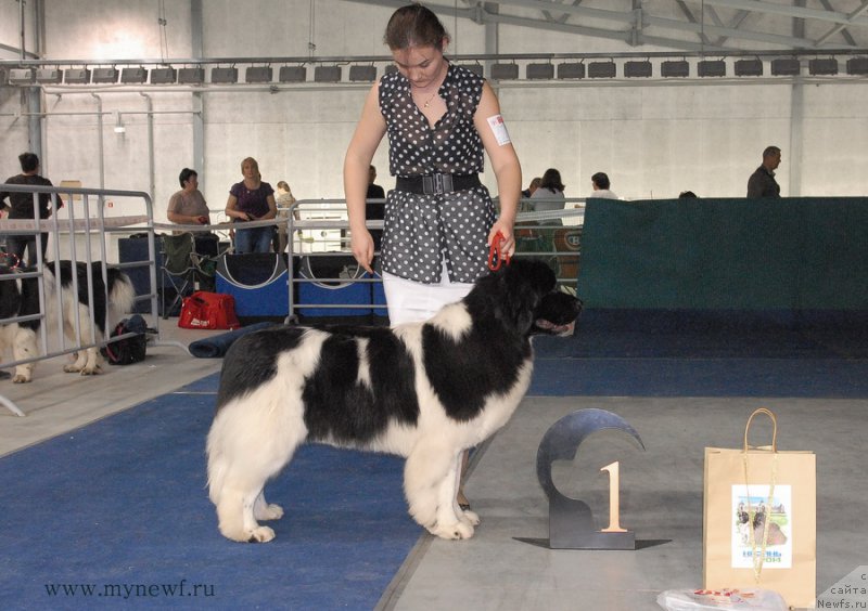 Фото: ньюфаундленд Аквиан Сонг Кисс Фром Роуз (Akvian Song Kiss from Rouz)