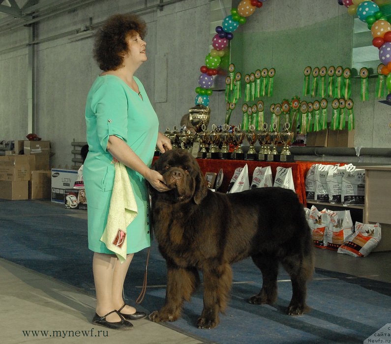 Фото: ньюфаундленд Чарли Де Бест Хелфи Пэл (Charli The Best Helfi Pel)