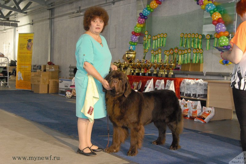 Фото: ньюфаундленд Чарли Де Бест Хелфи Пэл (Charli The Best Helfi Pel)