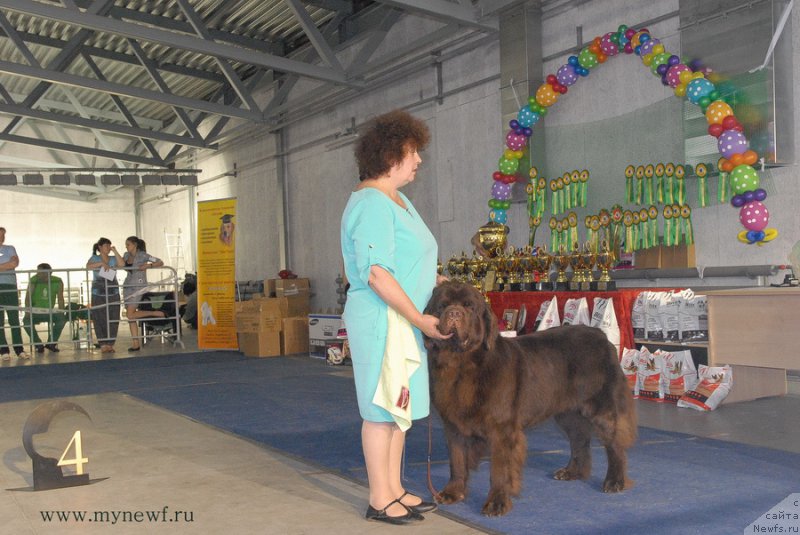 Фото: ньюфаундленд Чарли Де Бест Хелфи Пэл (Charli The Best Helfi Pel)