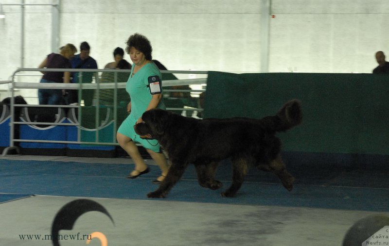 Фото: ньюфаундленд Чарли Де Бест Хелфи Пэл (Charli The Best Helfi Pel)