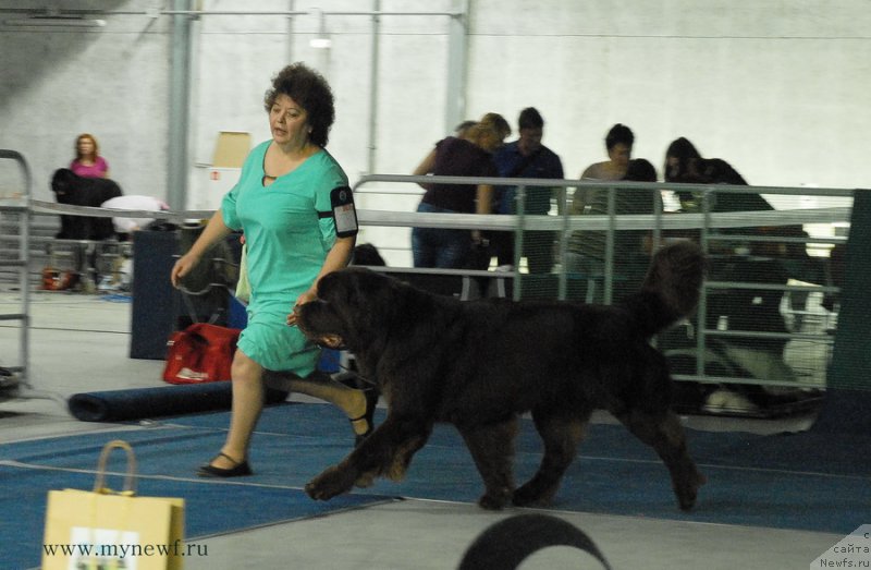 Фото: ньюфаундленд Чарли Де Бест Хелфи Пэл (Charli The Best Helfi Pel)