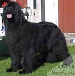 Фото: ньюфаундленд Aarnikarhun Robinia