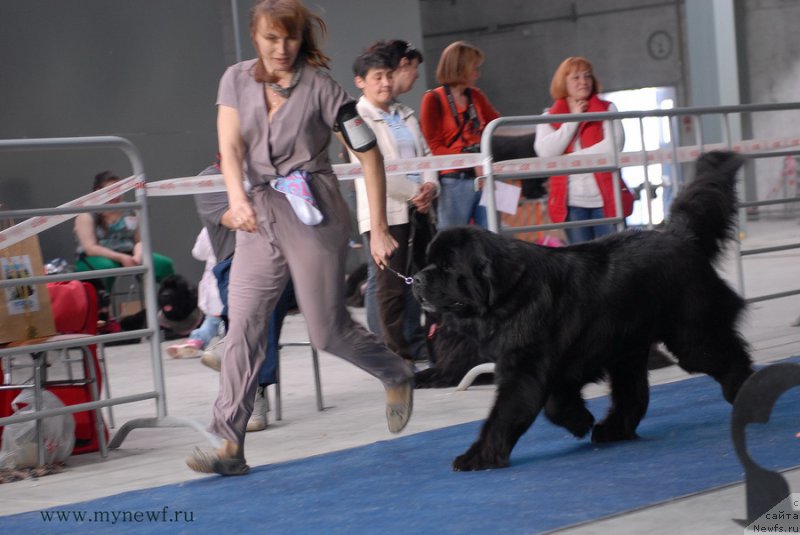 Фото: ньюфаундленд Акватория Келвин Нобель (Aquatoriya Kelvin Nobel)