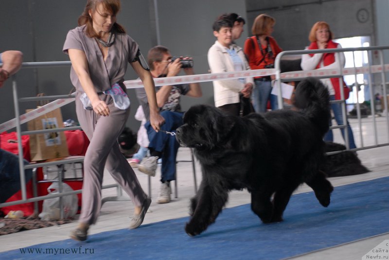 Фото: ньюфаундленд Акватория Келвин Нобель (Aquatoriya Kelvin Nobel)