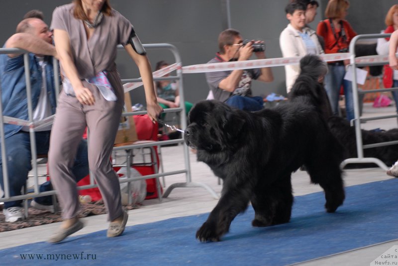 Фото: ньюфаундленд Акватория Келвин Нобель (Aquatoriya Kelvin Nobel)