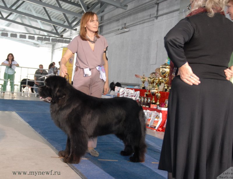 Фото: ньюфаундленд Акватория Келвин Нобель (Aquatoriya Kelvin Nobel)