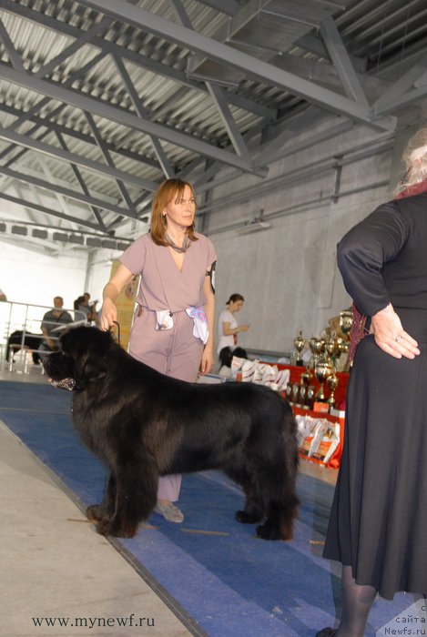 Фото: ньюфаундленд Акватория Келвин Нобель (Aquatoriya Kelvin Nobel)