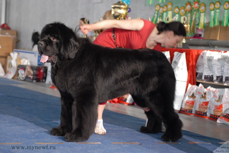 Фото: ньюфаундленд Моон Броок Аристократ (Moon Brook Aristocrat)