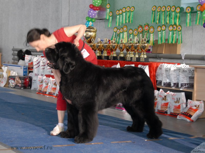 Фото: ньюфаундленд Моон Броок Аристократ (Moon Brook Aristocrat)