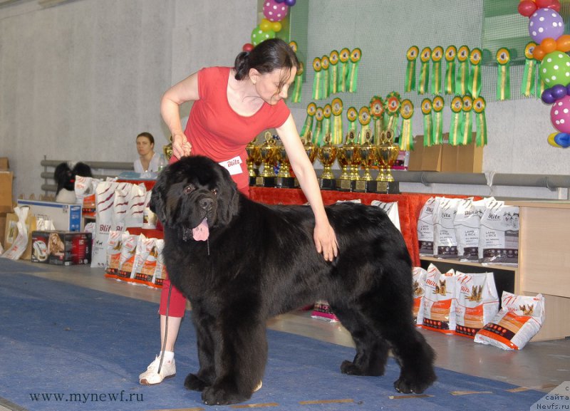 Фото: ньюфаундленд Моон Броок Аристократ (Moon Brook Aristocrat)