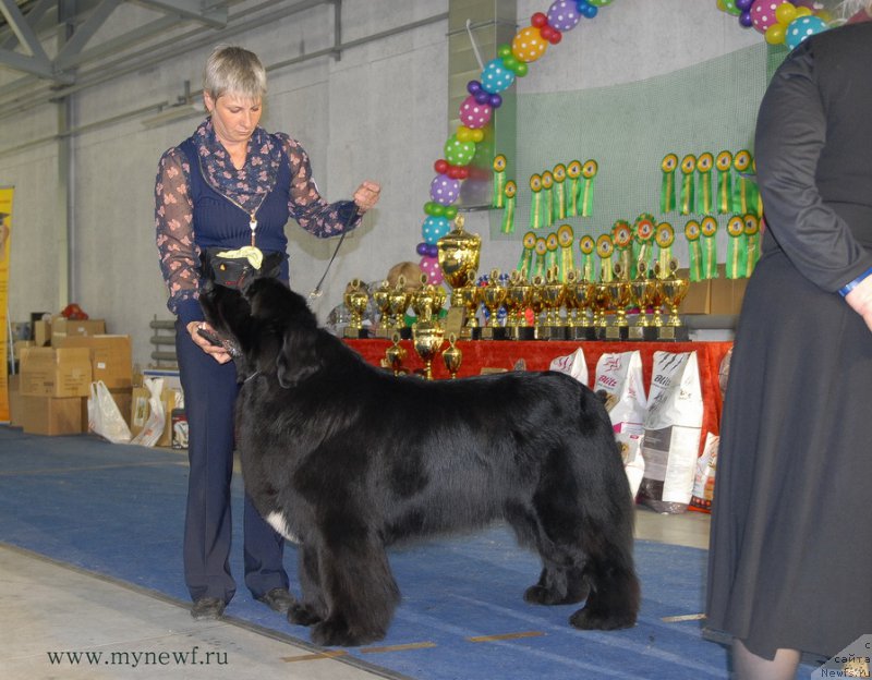 Фото: ньюфаундленд Сказочная Кроха Медисон (Skazochnaya Kroha Medison)