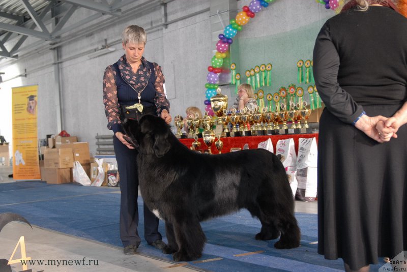 Фото: ньюфаундленд Сказочная Кроха Медисон (Skazochnaya Kroha Medison)