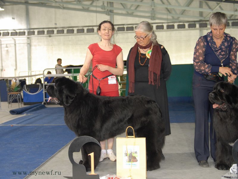 Фото: ньюфаундленд Моон Броок Аристократ (Moon Brook Aristocrat)