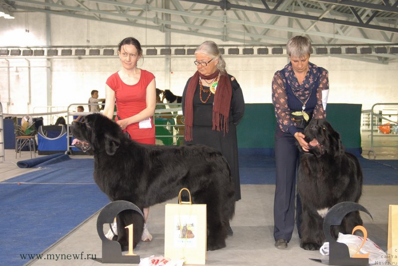 Фото: ньюфаундленд Моон Броок Аристократ (Moon Brook Aristocrat), ньюфаундленд Сказочная Кроха Медисон (Skazochnaya Kroha Medison)