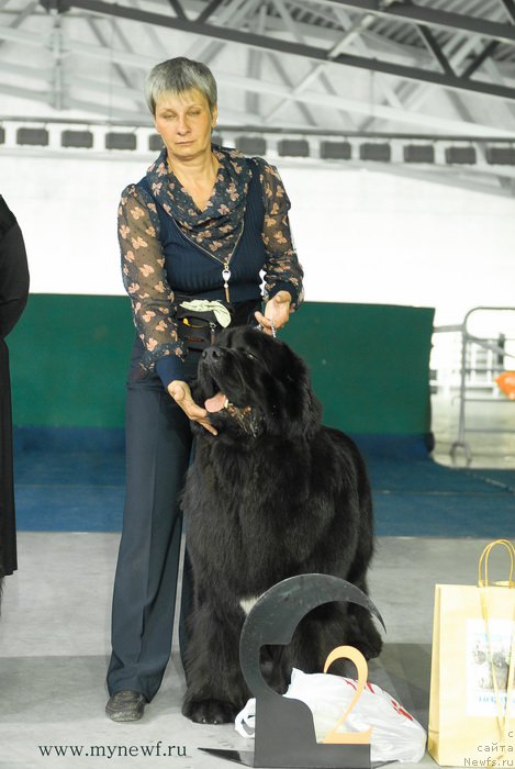 Фото: ньюфаундленд Сказочная Кроха Медисон (Skazochnaya Kroha Medison)