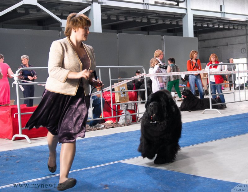 Фото: ньюфаундленд Акватория Келвин Фром Сибириа эт Каюга (Aquatoriya Kelvin From Siberia at Cayuga)