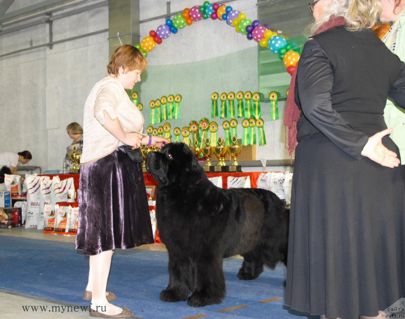 Фото: ньюфаундленд Акватория Келвин Фром Сибириа эт Каюга (Aquatoriya Kelvin From Siberia at Cayuga)