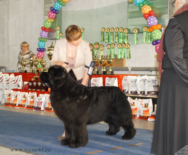 Фото: ньюфаундленд Акватория Келвин Фром Сибириа эт Каюга (Aquatoriya Kelvin From Siberia at Cayuga)