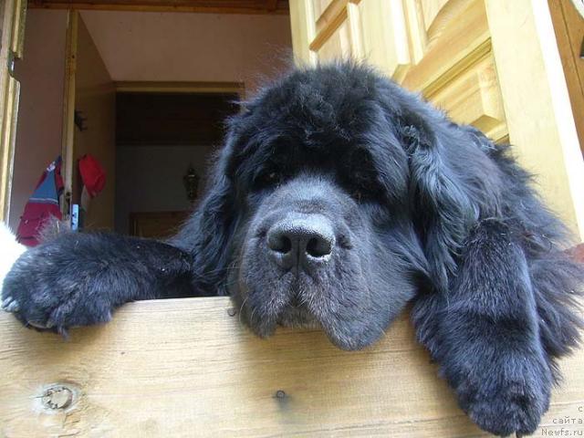 Фото: ньюфаундленд Fiamettahauz Behemoth at Ovatsia (Фиаметтахауз Бегемот эт Овация)