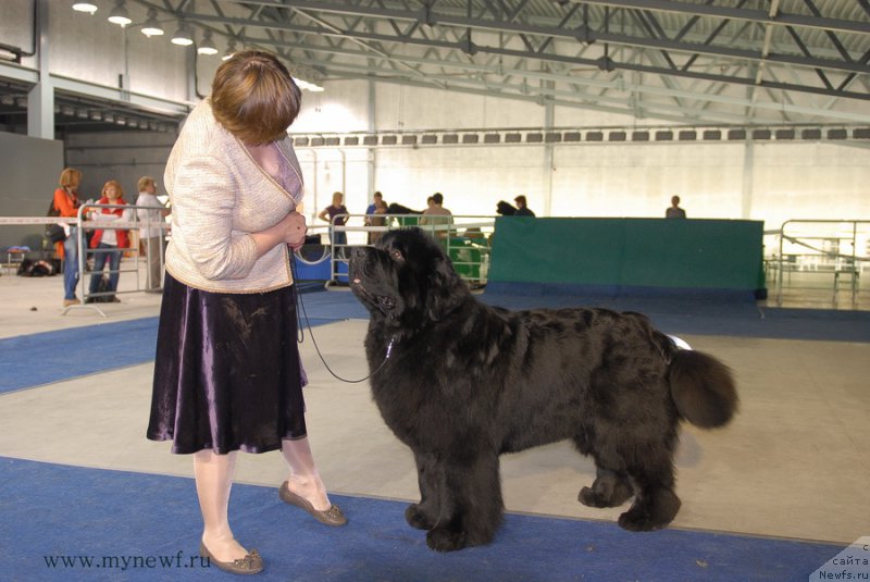 Фото: ньюфаундленд Акватория Келвин Фром Сибириа эт Каюга (Aquatoriya Kelvin From Siberia at Cayuga)