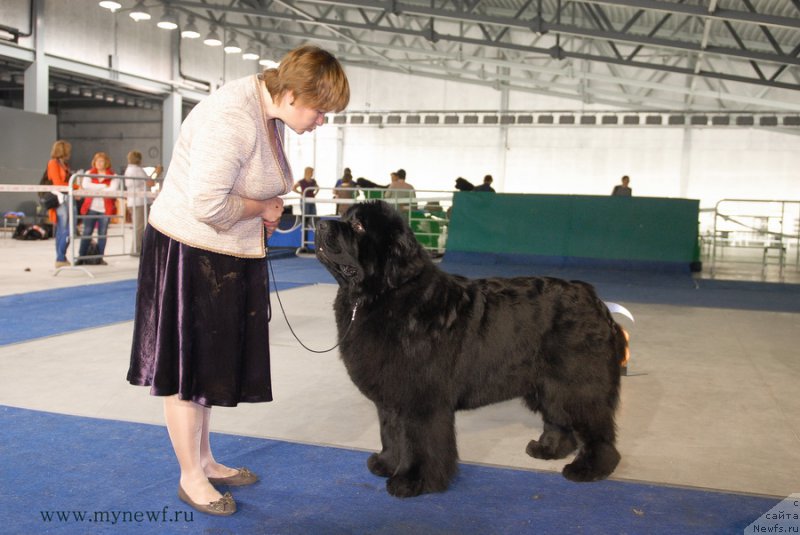 Фото: ньюфаундленд Акватория Келвин Фром Сибириа эт Каюга (Aquatoriya Kelvin From Siberia at Cayuga)