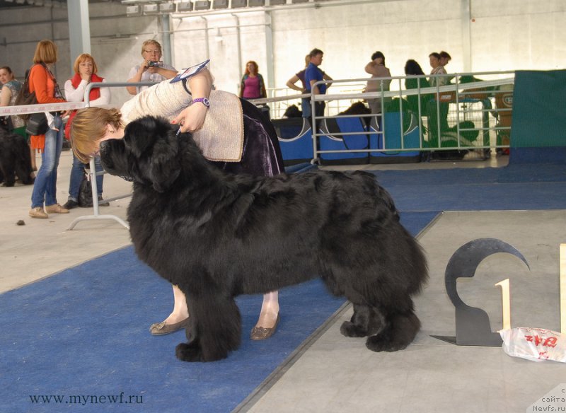 Фото: ньюфаундленд Акватория Келвин Фром Сибириа эт Каюга (Aquatoriya Kelvin From Siberia at Cayuga)