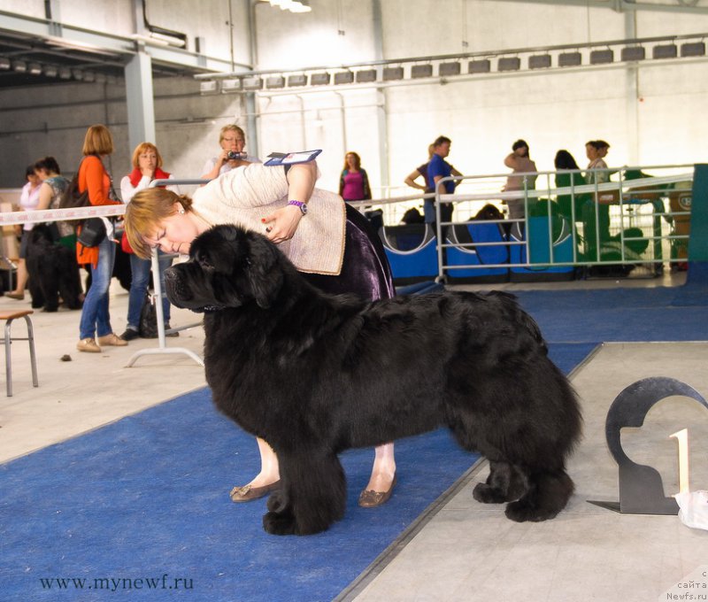 Фото: ньюфаундленд Акватория Келвин Фром Сибириа эт Каюга (Aquatoriya Kelvin From Siberia at Cayuga)