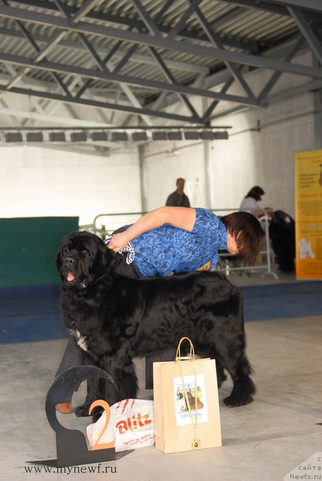 Фото: ньюфаундленд Первый Парень из Тихого Омута (Pervvy Paren iz Tihogo Omuta)