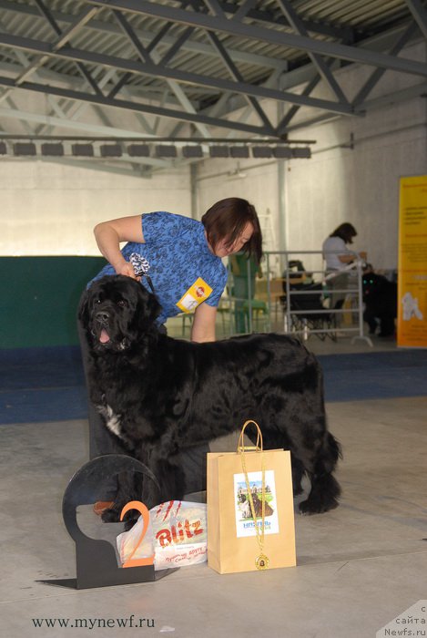 Фото: ньюфаундленд Первый Парень из Тихого Омута (Pervvy Paren iz Tihogo Omuta)