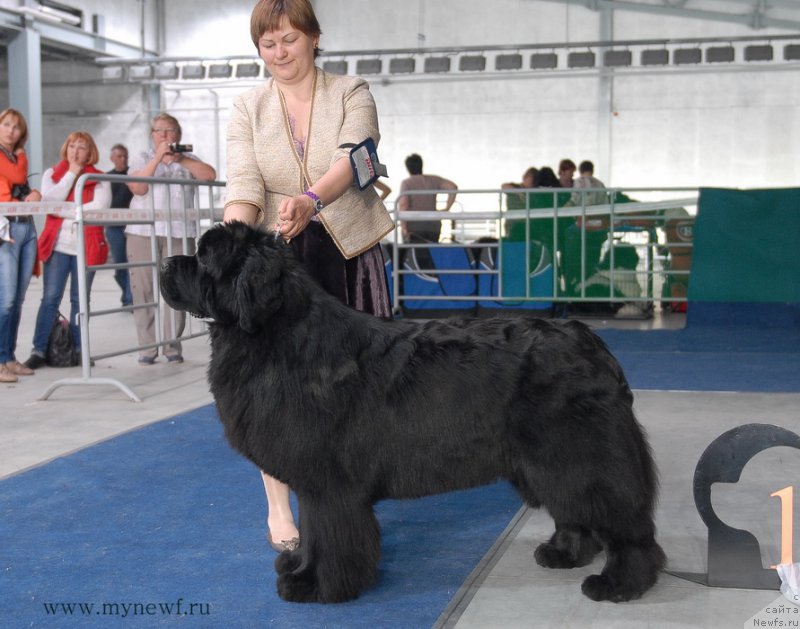 Фото: ньюфаундленд Акватория Келвин Фром Сибириа эт Каюга (Aquatoriya Kelvin From Siberia at Cayuga)