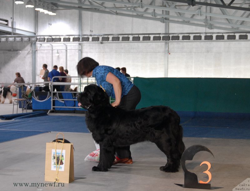 Фото: ньюфаундленд Первый Парень из Тихого Омута (Pervvy Paren iz Tihogo Omuta)