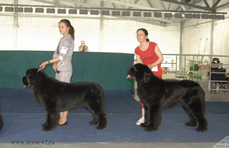 Фото: ньюфаундленд Аз Труэ Бегущая по Волнам Династия Совершенства (As True for Beguschaya po Volnam Dinastiya Soverchenstva), ньюфаундленд Моон Броок Аристократ (Moon Brook Aristocrat)
