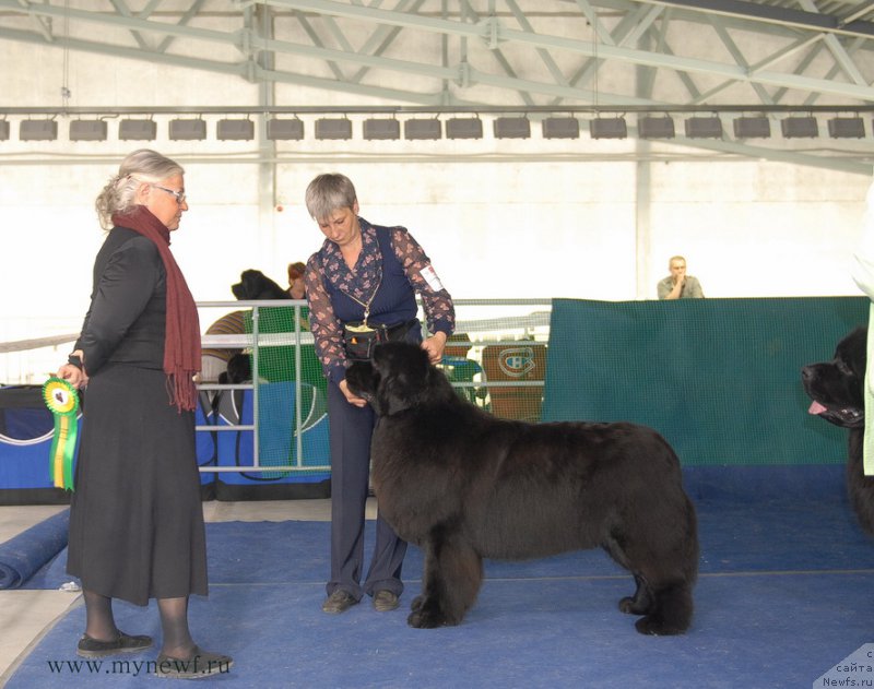 Фото: ньюфаундленд Deep Love I'm Sensation