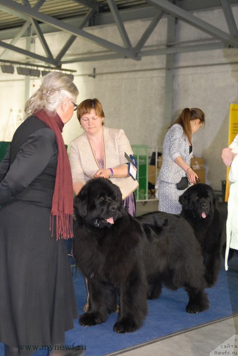 Фото: ньюфаундленд Акватория Келвин Ультиматум (Aquatoriya Kelvin Ultimatum)