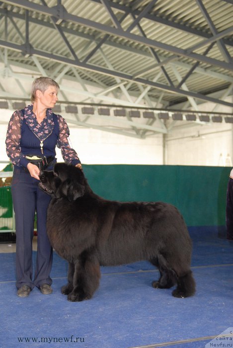 Фото: ньюфаундленд Deep Love I'm Sensation