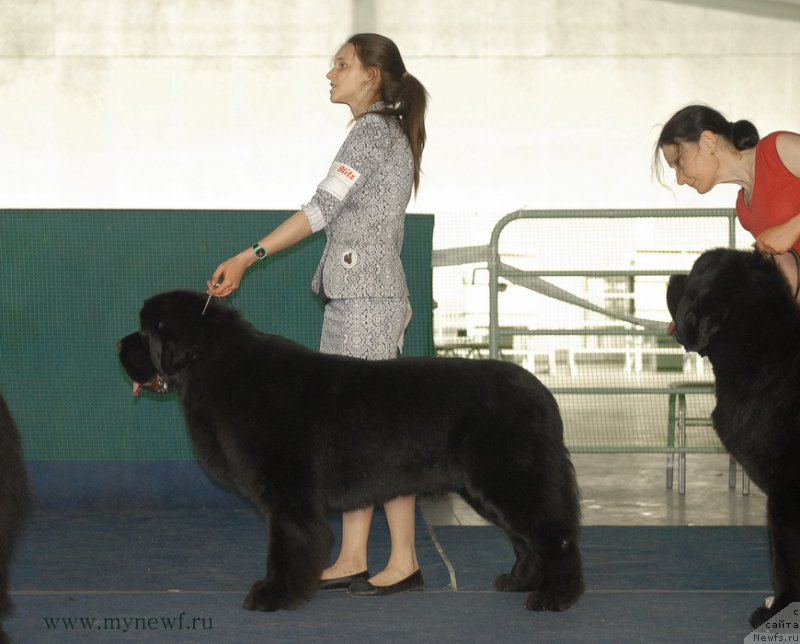 Фото: ньюфаундленд Аз Труэ Бегущая по Волнам Династия Совершенства (As True for Beguschaya po Volnam Dinastiya Soverchenstva)