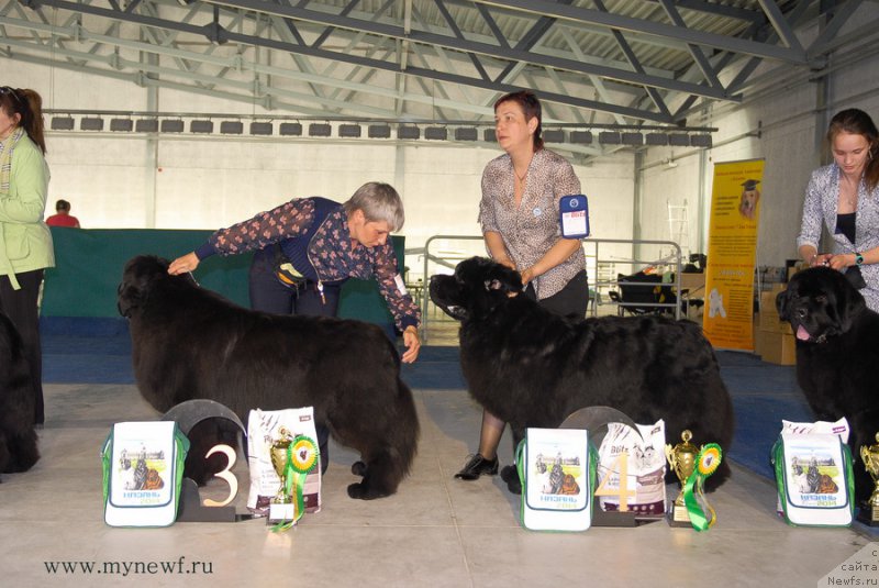 Фото: ньюфаундленд Deep Love I'm Sensation, ньюфаундленд Акватория Келвин Фром Сибириа эт Каюга (Aquatoriya Kelvin From Siberia at Cayuga), ньюфаундленд Аз Труэ Бегущая по Волнам Династия Совершенства (As True for Beguschaya po Volnam Dinastiya Soverchenstva)