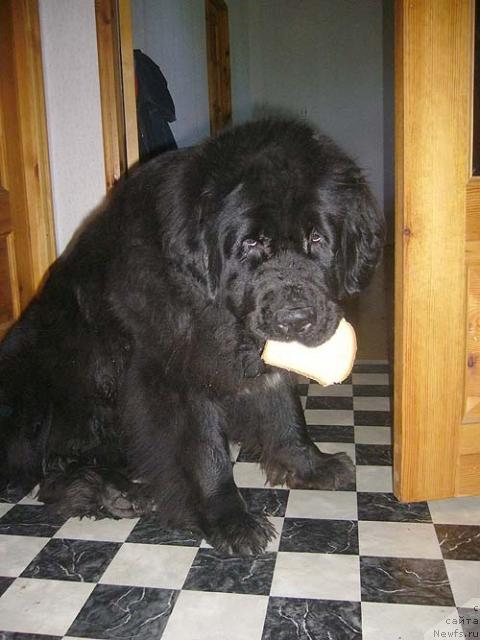 Фото: ньюфаундленд Супер Бизон Анталия