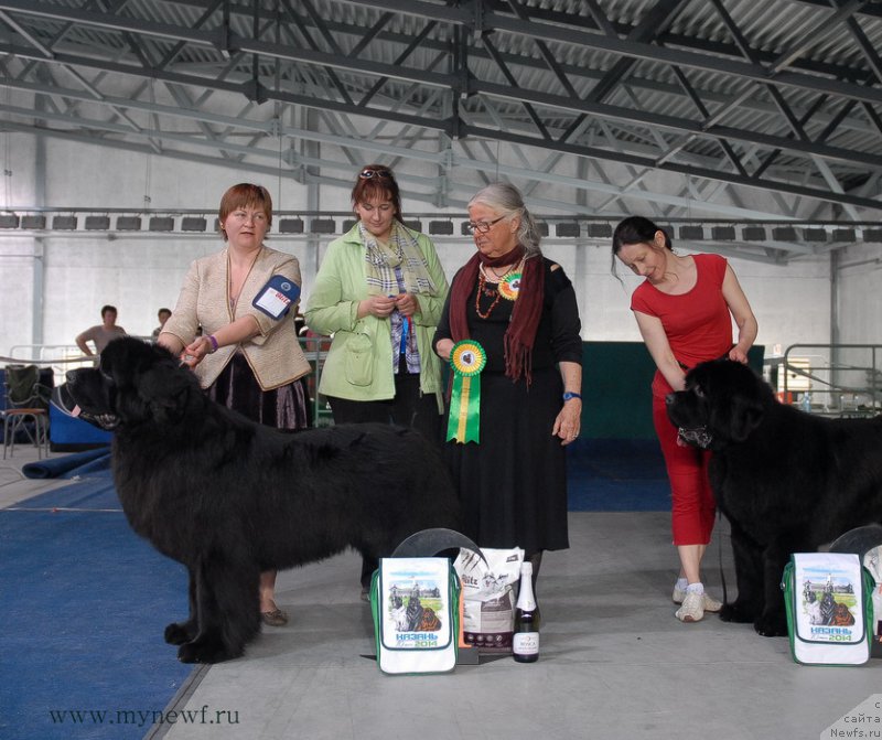 Фото: ньюфаундленд Акватория Келвин Ультиматум (Aquatoriya Kelvin Ultimatum), ньюфаундленд Моон Броок Аристократ (Moon Brook Aristocrat)