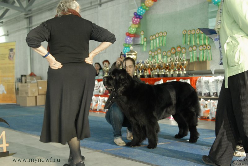 Фото: ньюфаундленд Northern Light  Midnight Bear