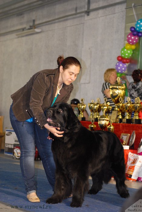 Фото: ньюфаундленд Northern Light  Midnight Bear