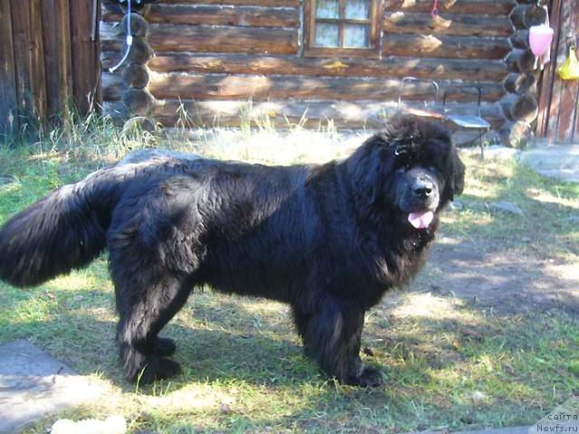 Фото: ньюфаундленд Супер Бизон Анталия