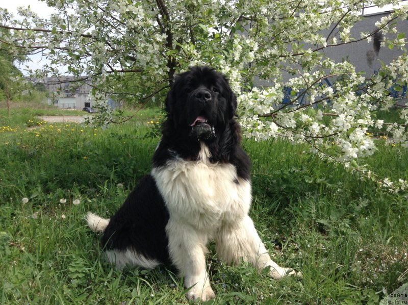 Фото: ньюфаундленд Аквиан Сонг Кроун Роял